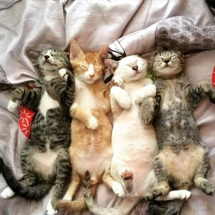 16 лапок. Много счастья котята. Пять котов лапы вместе. Кошки декоративная на 4 лапах вместе. 2 Лапки вместе.
