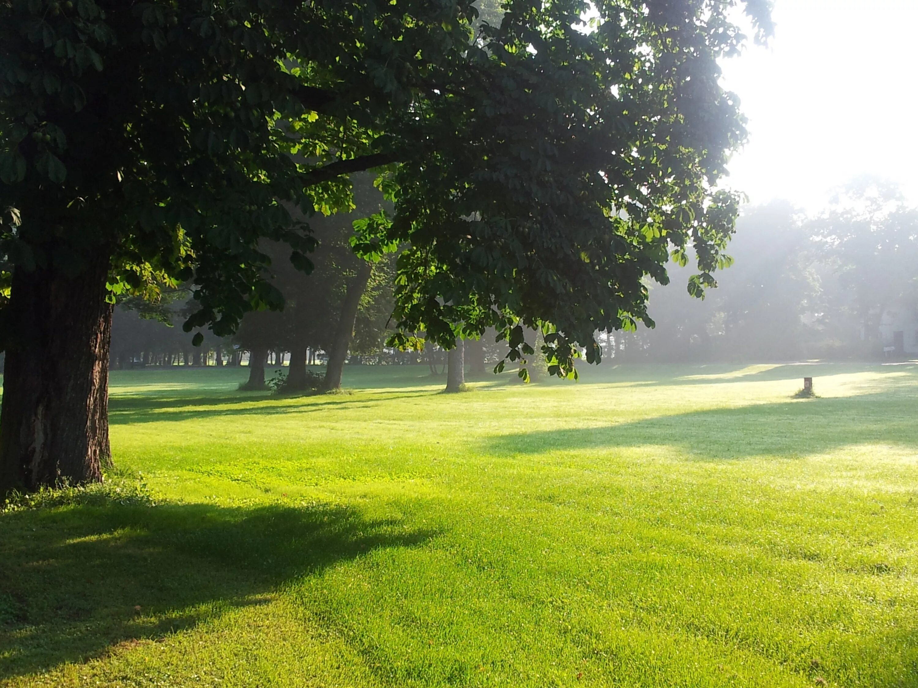 Прогулка ранним утром. Лужайка с деревьями. Полянка в парке. Парк лужайка. Лужайка в парке.