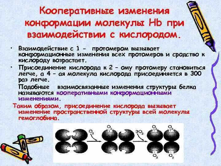 Изменение конформации. Кооперативные изменения конформации протомеров гемоглобина. Кооперативное взаимодействие протомеров гемоглобина. Кооперативные изменения конформации. Кооперативные изменения конформации протомеров примеры.