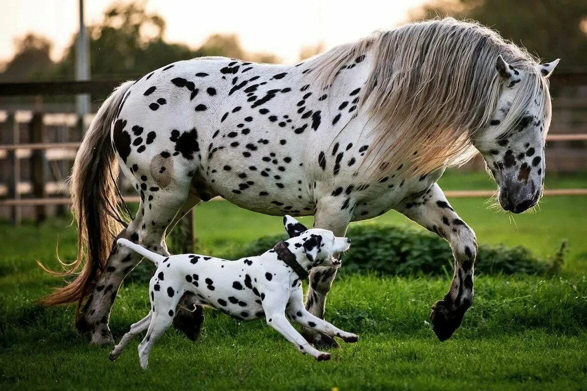 World's RAREST Horse Breeds Ever! Rare horses, Horses, Rare horse breeds