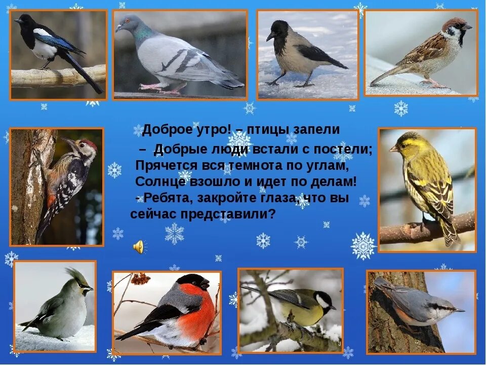 Какие птицы зимуют в городе. Зимующие птицы южного урала. перелетные и зимующие птицы урала. перелетные птицы южного урала. зимующие птицы урала.