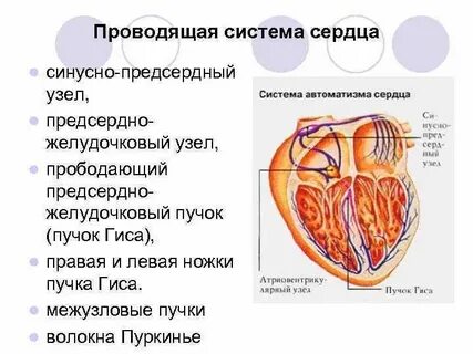 Сердечный л