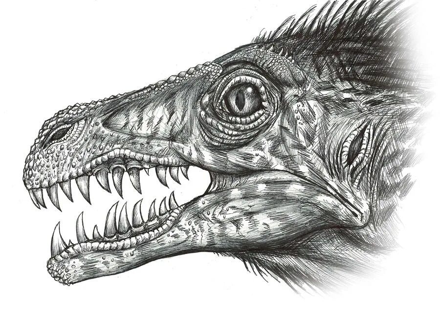Дромеозавр. Dromaeosaurus albertensis. палеоарт дромеозаврид. череп дромеозавра. палеонтология.
