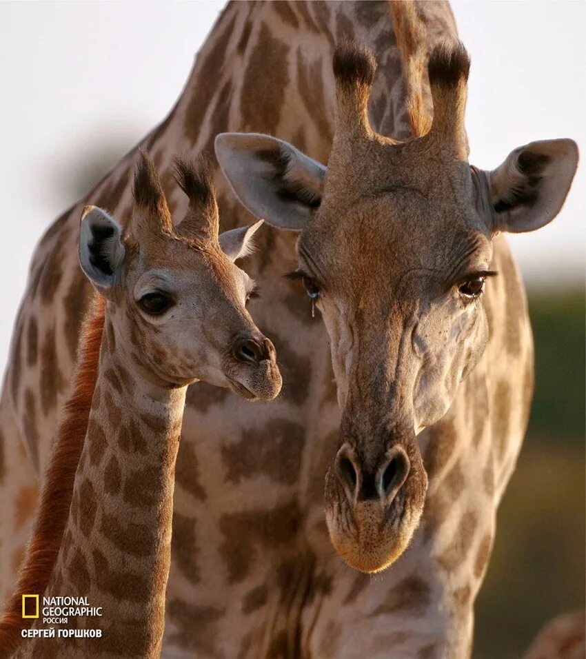 Животные нат. National Geographic животные. Живая природа. Ботсвана животные. National Geographic Россия.