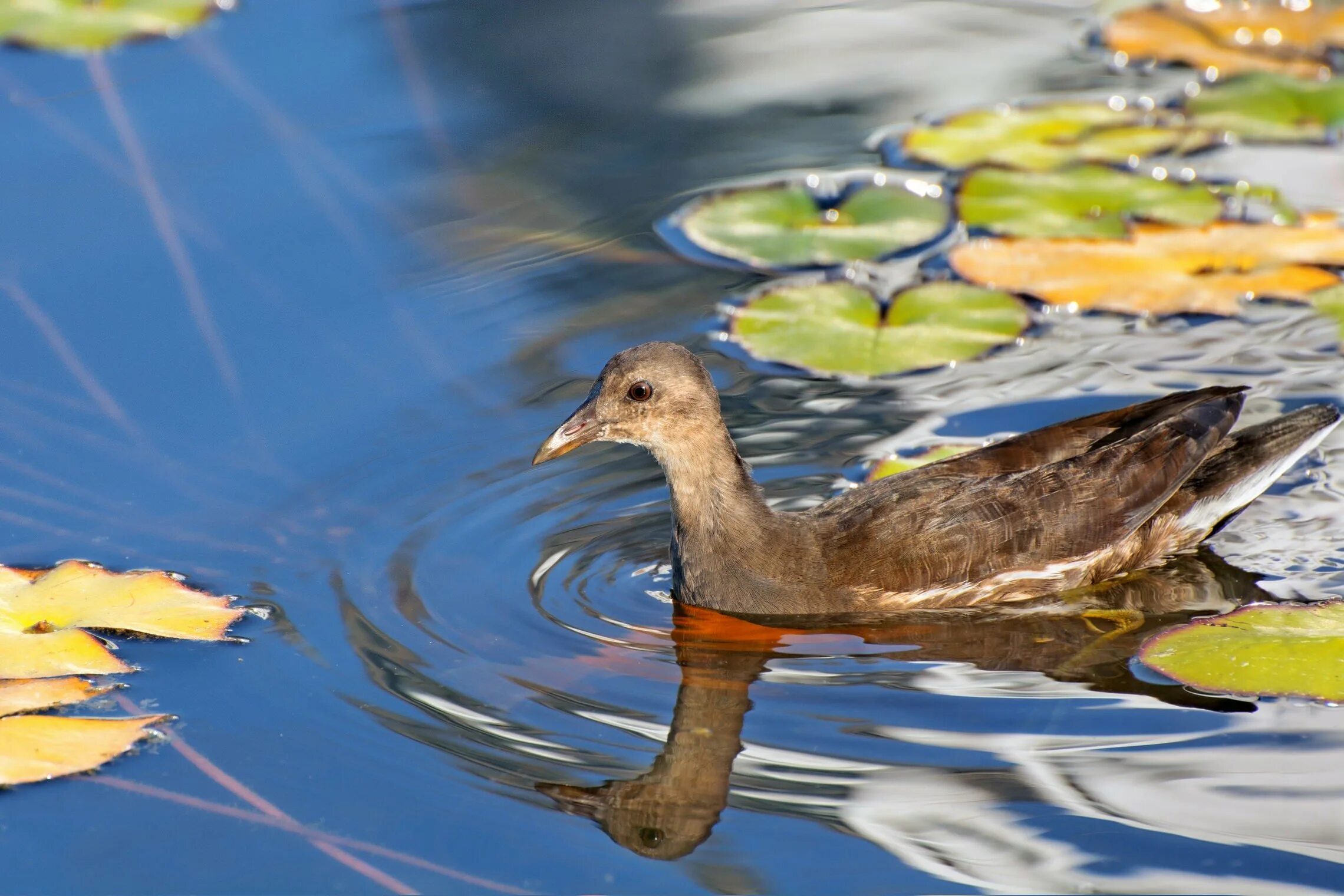 Водоплавающей птицей является