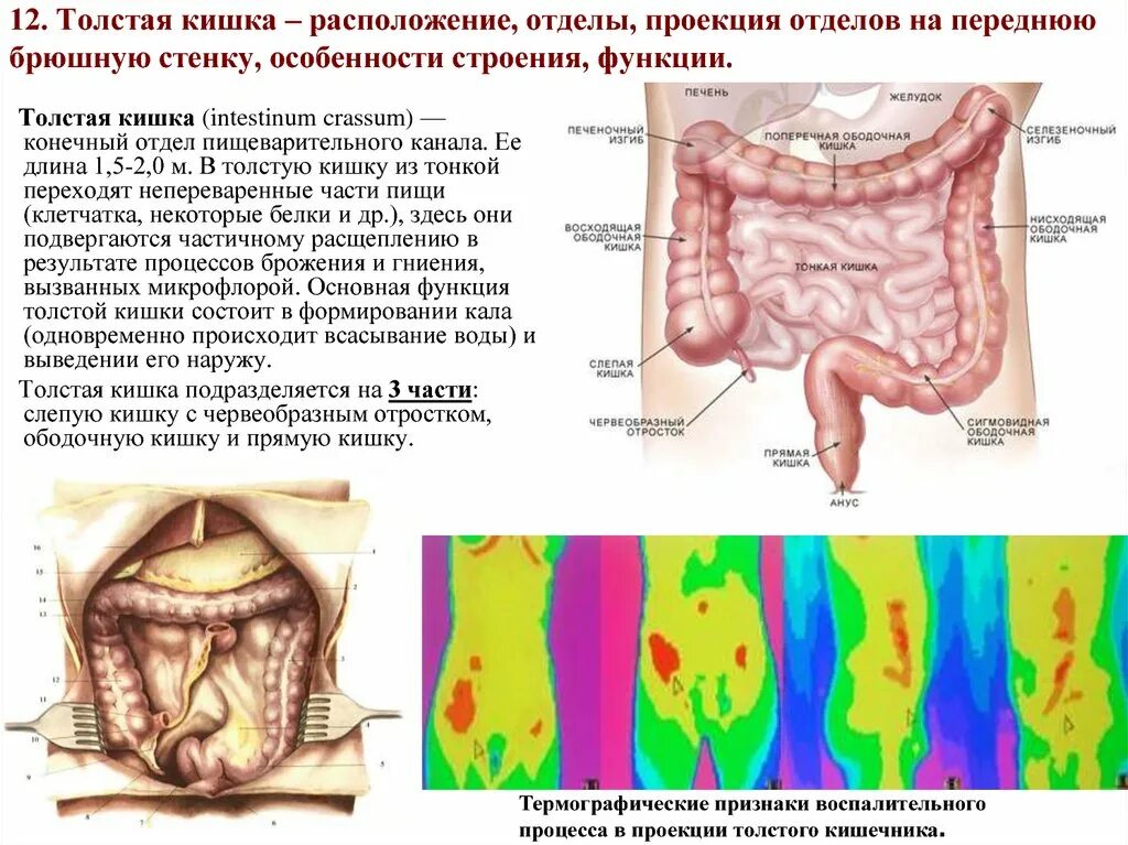 Проекция отделов толстой кишки на переднюю брюшную стенку. Анатомия восходящего отдела толстой кишки. Проекция тонкой кишки схема. Толстая кишка анатомия отделы. Толстая брюшная стенка