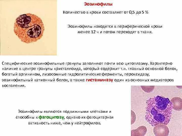 Норма эозинофилов в периферической крови. Нормальное содержание эозинофилов в периферической крови. Количество эозинофилов в периферической крови. Количество эозинофилов в периферической крови составляет.