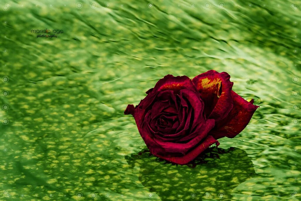 Если рассматривать красные розы через зеленое стекло. Красные розы на зеленом. Розы на зеленом фоне. Красные розы на салатовом фоне. Розы на зеленом фоне картинки.