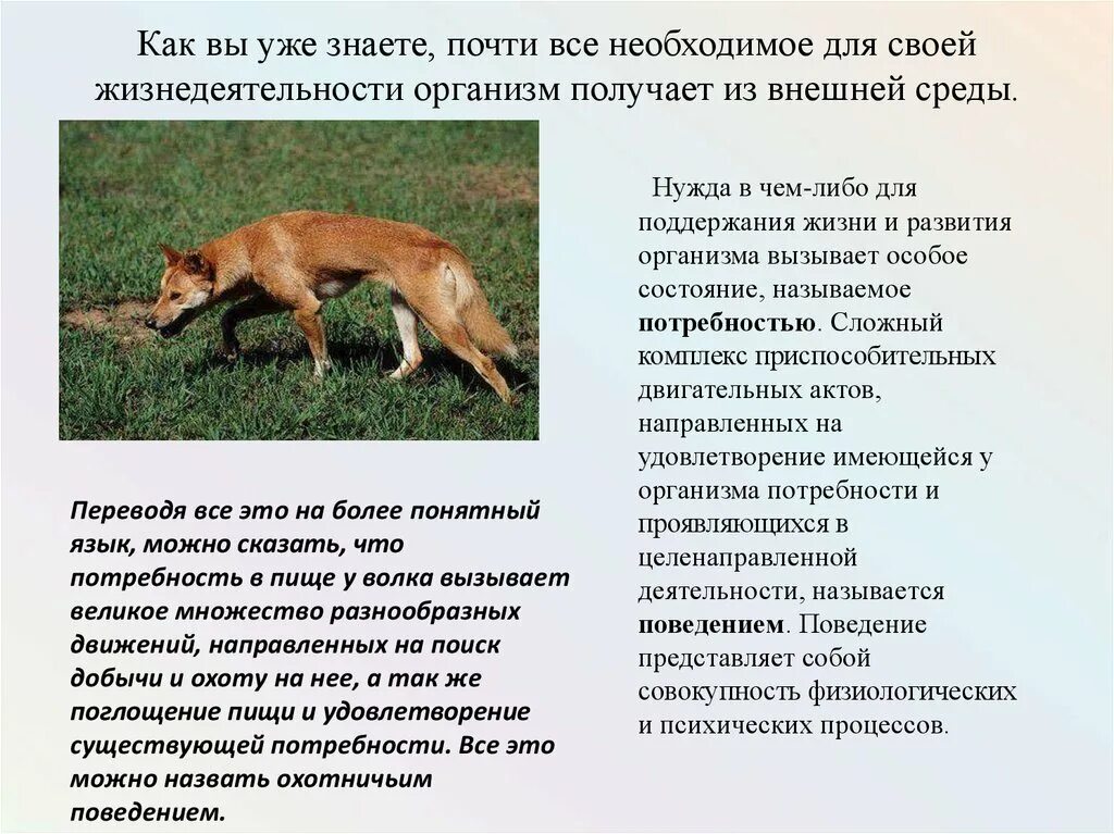 Как называется деятельность животных. Формы поведения организма. приобретенные формы поведения биология. врожденные и приобретенные формы поведения. формы поведения животных.