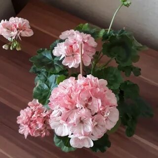 Пеларгония ив
