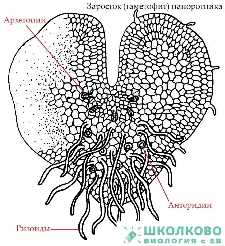 Элатеры спор хвоща. Заросток плауна. Хвощ полевой споры. Антеридий. Обоеполый гаметофит папоротника.
