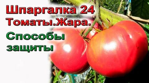 Как спасти помидоры в теплице от жары