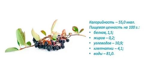 Сколько можно есть черноплодную рябину