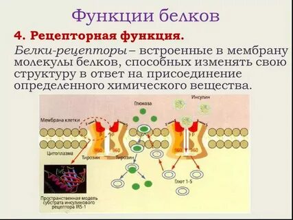 Конспект белки функции белков