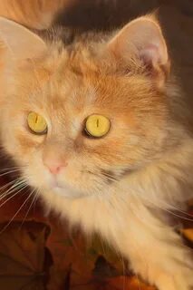Котята с желтыми глазами