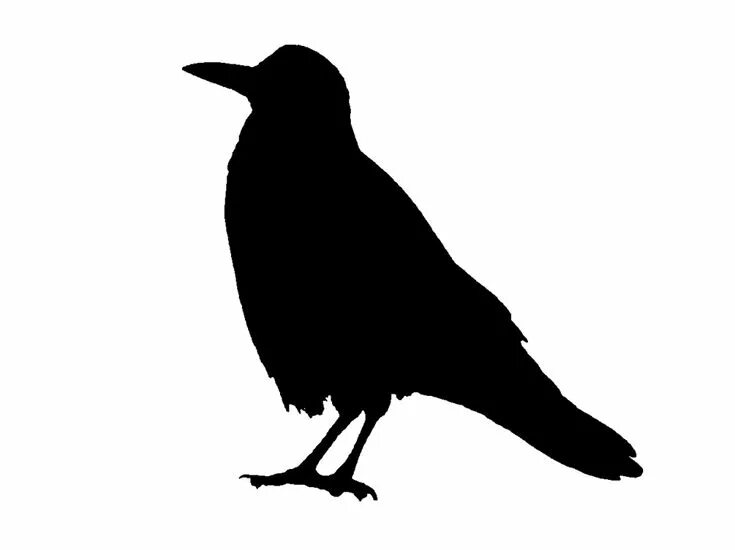Шаблон ворона для вырезания из бумаги Download Animal, Bird, Raven. Royalty-Free Vector Graphic Bird silhouette art, S