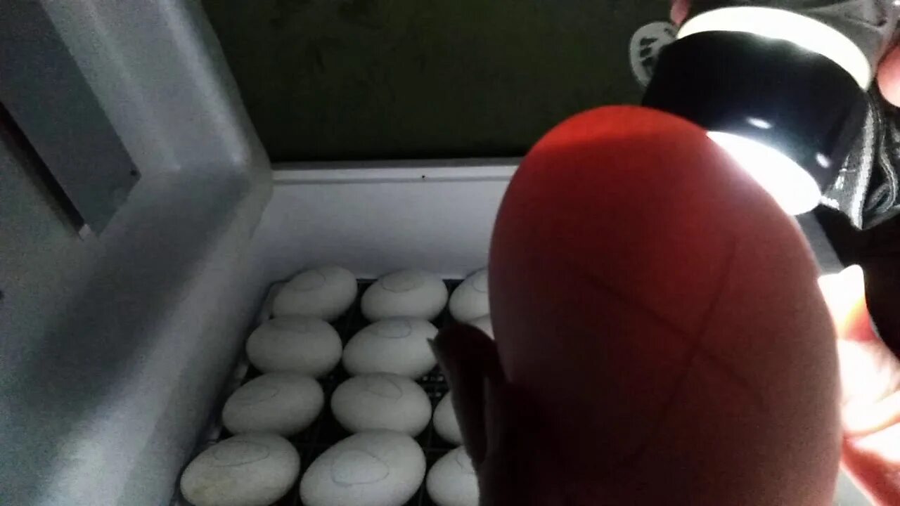 Гуси инкубация овоскопирование. Овоскопирование гусиных яиц. Гусиное яйцо на 20 день инкубации.