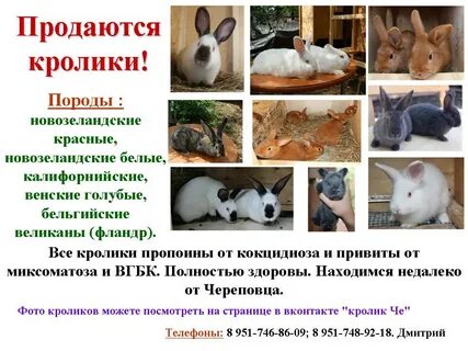 Как назвать крольчиху