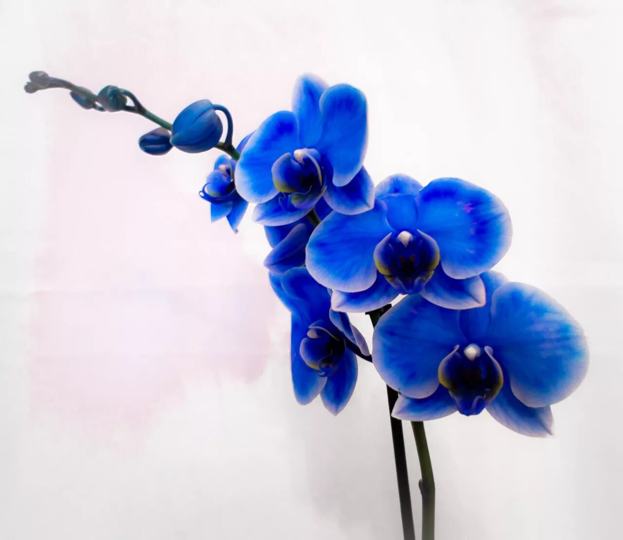 Синяя орхидея в горшке. Орхидея фаленопсис голубая. Орхидея Королевский голубой фаленопсис. Орхидея фаленопсис синяя. Архидея фаленопсис синяя.