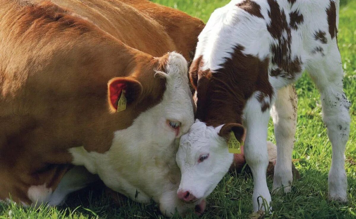 Телята после рождения. Теленок. Коровы и телята. Корова. Домашние животные корова.