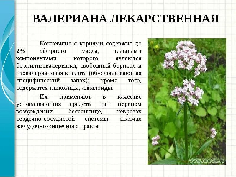 Целебная трава 6. Валериана лекарственная ЛРС. Valeriana officinalis сырье. ЛРС валерианы. Валерианы лекарственной корневища с корнями.