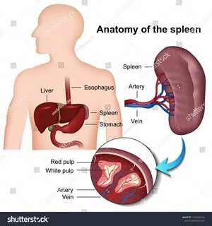 3 селезенки