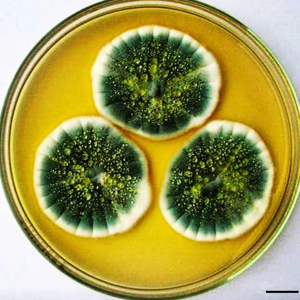 Плесень флеминга. Плесневые грибы пенициллин. Penicillium notatum пенициллин. Зелёная плесень это пенициллин. Пенициллин плесень.