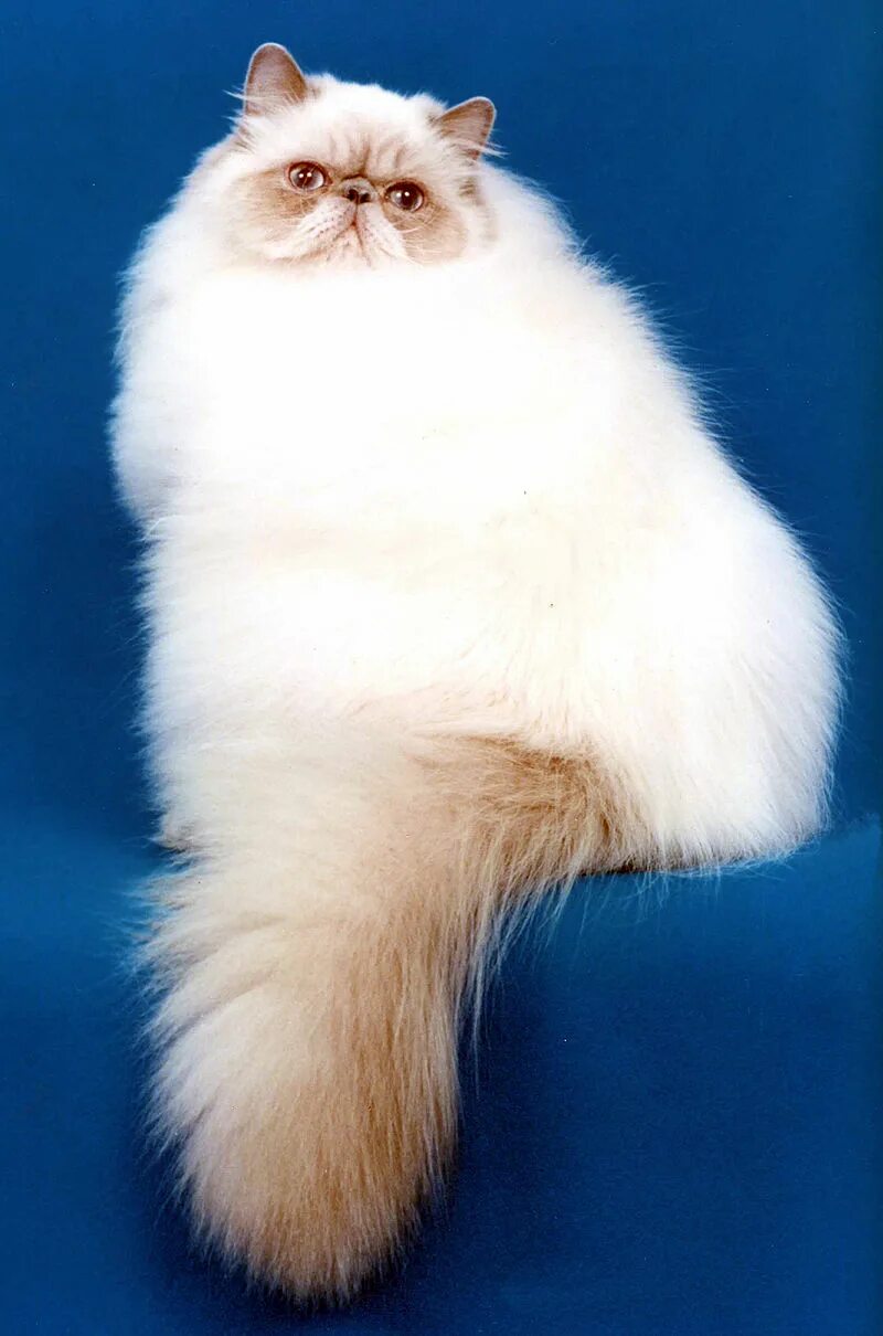 Другая порода кошек. Гималайский колор Пойнт. Гималайская кошка (персидский колор-Пойнт). Гималайская Персидская кошка. Персидская гималайская колор Пойнт.