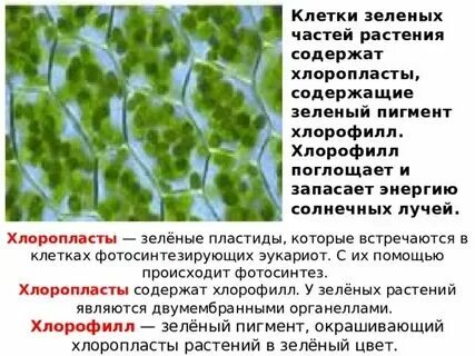 Хлорофилл в клетках водорослей находится в ответы