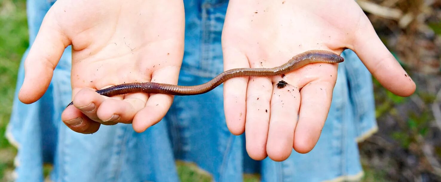 My worms. My worms