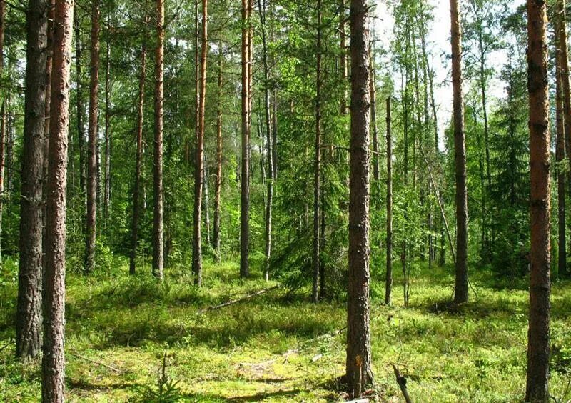 Нижнесвирский природный заповедник Ленинградской области. Тайга Ленинградской области. Лес Ленинградская область Тайга. Нижнесвирский заповедник Ленинградской области растения. Дикая ленинградская область