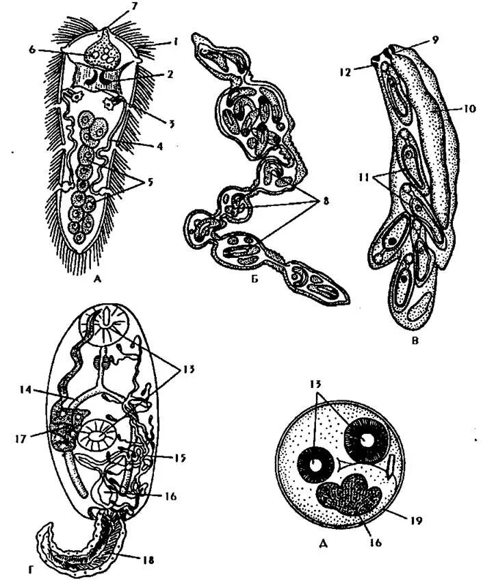 Редия трематод. Спороциста церкарий. Церкарий трематод строение. Марита мирацидий редия спороциста церкарий. Личиночных стадий сосальщиков