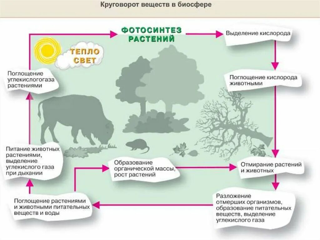 Какие круговороты веществ на земле вы знаете. Схема биологического круговорота веществ. Круговорот веществ в биосфере 6 класс география. Нарисовать схему круговорота веществ. Круговорот веществ и энергии в биосфере схема.