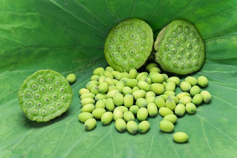 цветок лотоса семена. лотос семена. лотос орехоносный семена. лотос орехоносный коробочка. трипофобия лотос орехоносный.