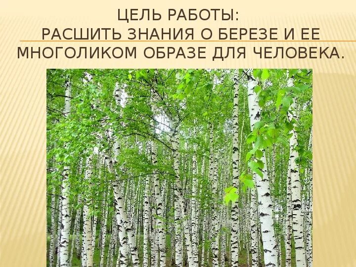 Прокофьев береза стихотворение. Прокофьев Березка. Прокофьев береза. Прокофьев русская Березка. Стихотворение Прокофьева береза.