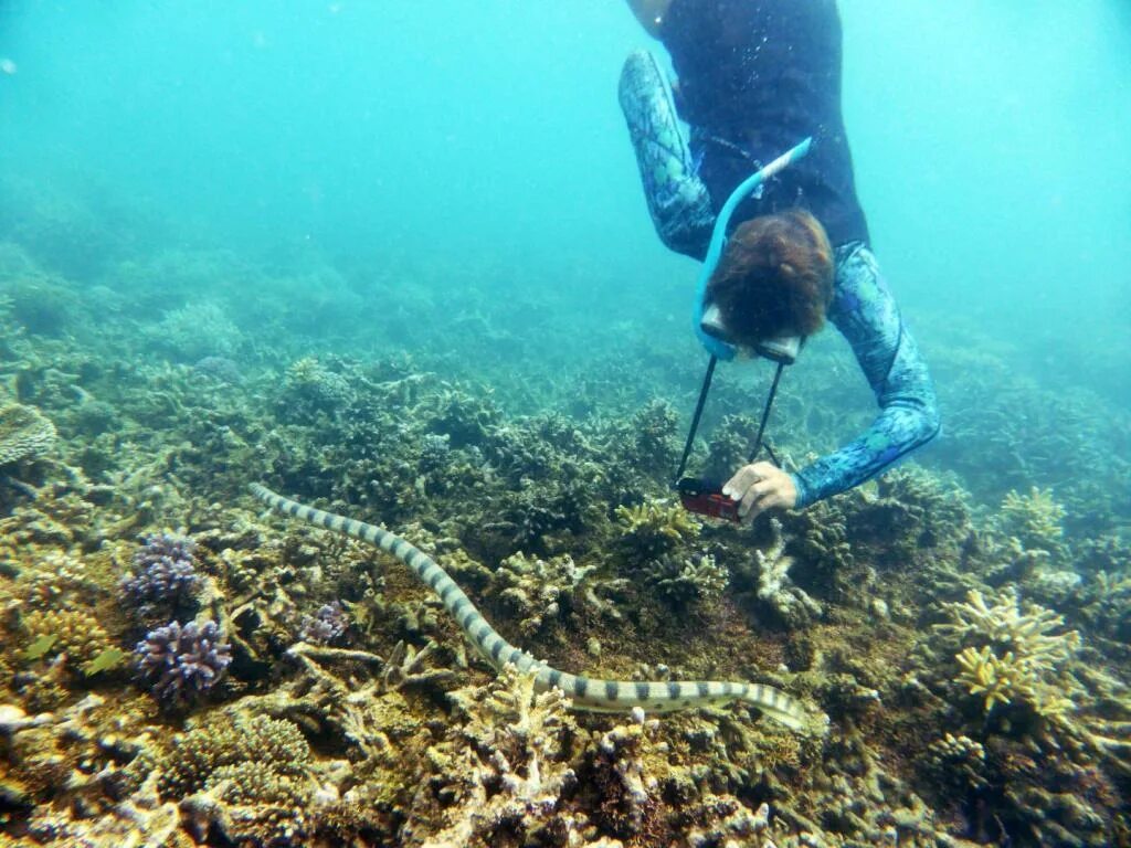 Морской нападение. Морские змеи в Египте. Змеи на дне океана. Нападение морской змеи. Морская змея нападает.
