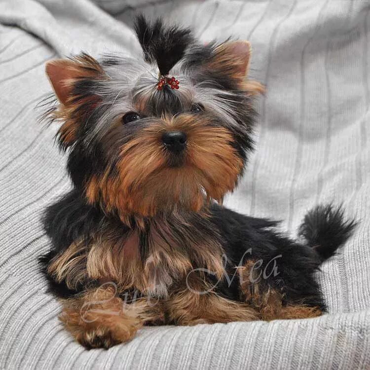 мама йорк с щенками. собачки йоркширский терьер стандарт. йоркширский терьер щенки девочки питомник. йорки щенки уход. до скольки растут йоркширские терьеры.