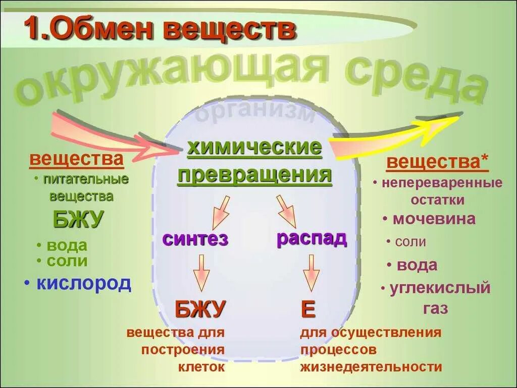 Обмен веществ человека биология. Процесс метаболизма схема. Обмен веществ и энергии в организме схема. Процесс обмена веществ у человека. Схема обменных процессов в организме.