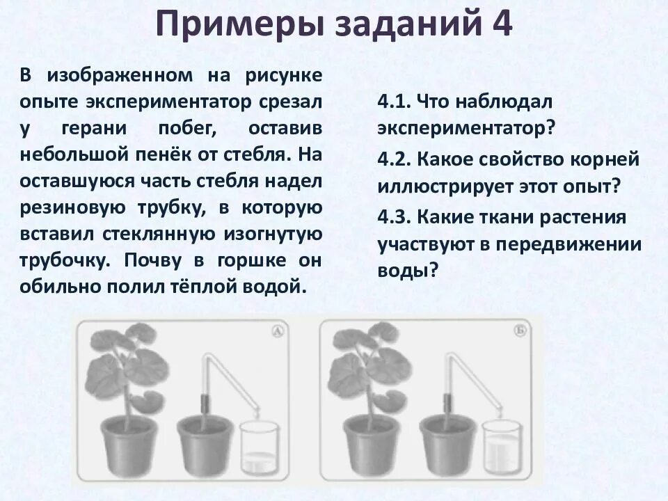 В опыте экспериментатор изменял положение источника света. В изображенном на рисунке опыте экспериментатор. какой процесс иллюстрирует рисунок. какое свойство растения иллюстрирует этот опыт. рисунок результат опыта.