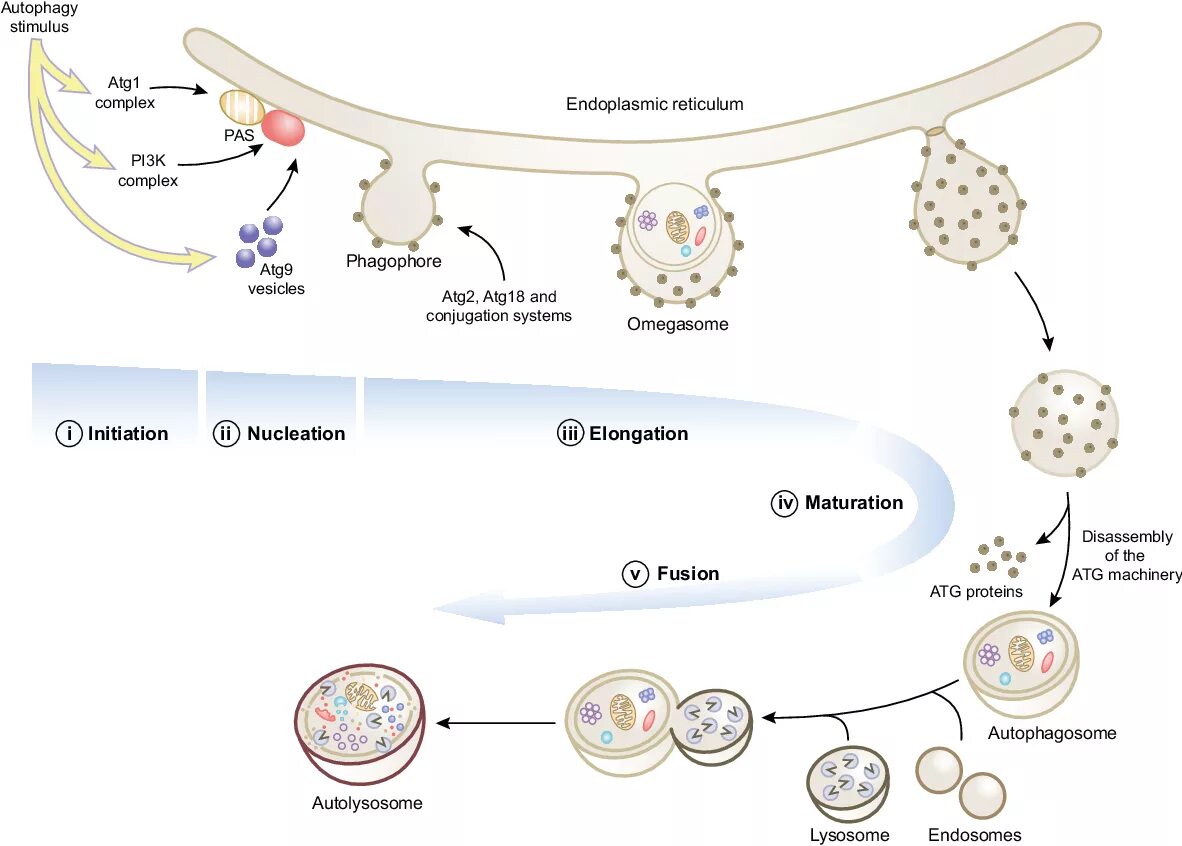 Аутофагия это простыми словами. Аутофагия клетки. Аутофагия механизмы реализации. Молекулярные механизмы аутофагии. Процесс аутофагии схема.