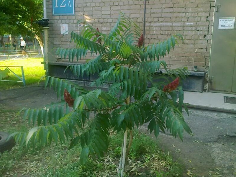 Сумах оленерогий. Сумах оленерогий уксусное дерево. Сумах уксусный Rhus typhina. Сумах оленерогий цветение.