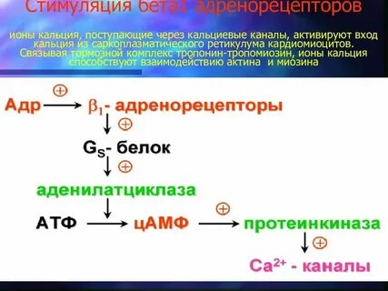 Ca входит в состав