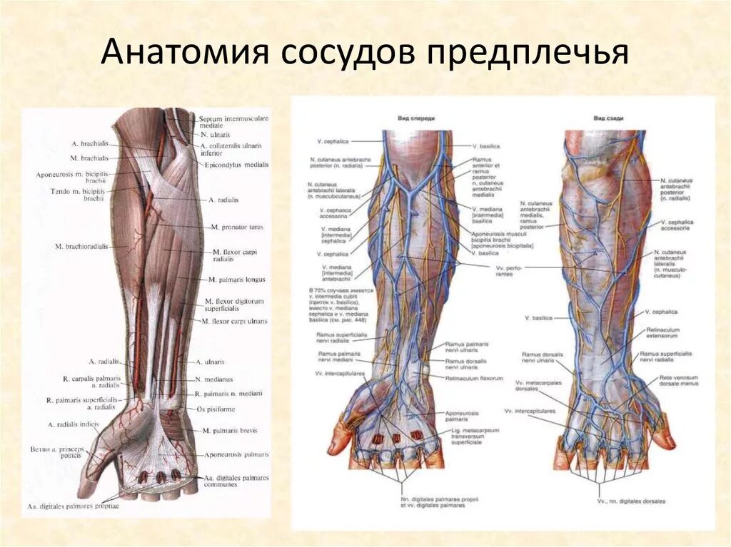 Внутренняя поверхность вены. Вены предплечья анатомия схема. Сосудисто нервные пучки передней области предплечья. Кубитальная Вена верхней конечности. Плечевая Вена верхней конечности.