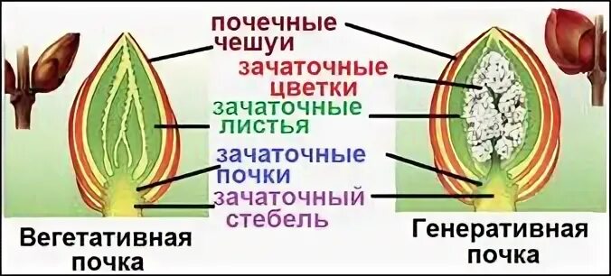 Зачаточное состояние. Конус нарастания почки. Зачаточные листья. Зачаточный лист конус нарастания. Зачаточные почки.