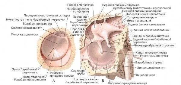 Барабанное кольцо анатомия. Фиброзный слой барабанной перепонки. Связки барабанной полости. Задние карманы барабанных перепонок на латыни. Слизистый на латинском