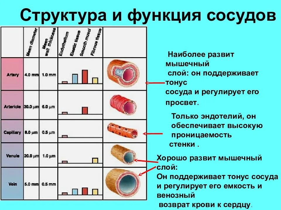 Плохо развит мышечный слой