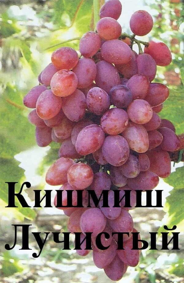 grapes / uvas Grape plant, Grapes, Growing grapes