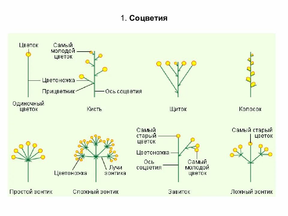 Какие соцветия могут быть только простыми. Типы соцветий у покрытосеменных растений. Соцветия покрытосеменных растений таблица. Строение цветка и типы соцветий. Строение соцветия растения.