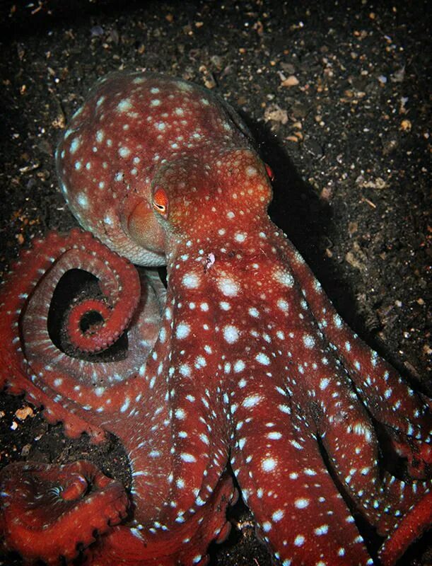 Головоногие моллюски осьминог Синекольчатый. Синекольчатый осьминог. Вандерпус осьминог. Красный осьминог.