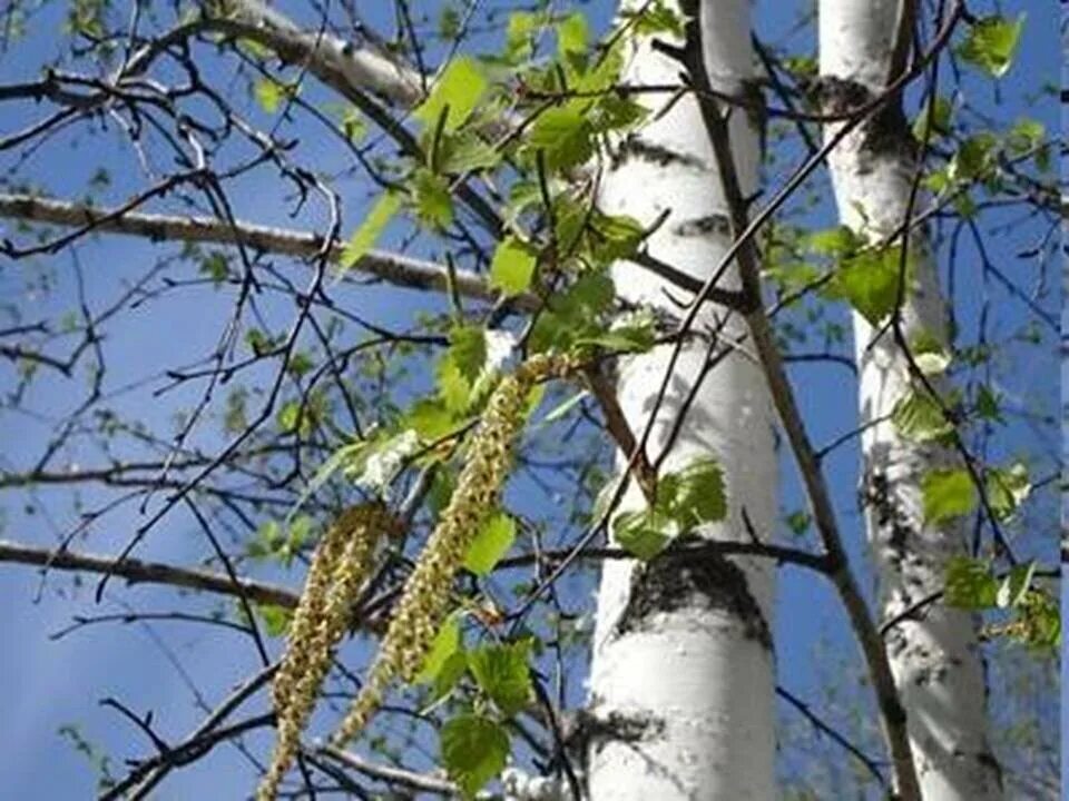 Березка качалась. Тополь Тополь я береза. Весенняя береза. Березка весной.